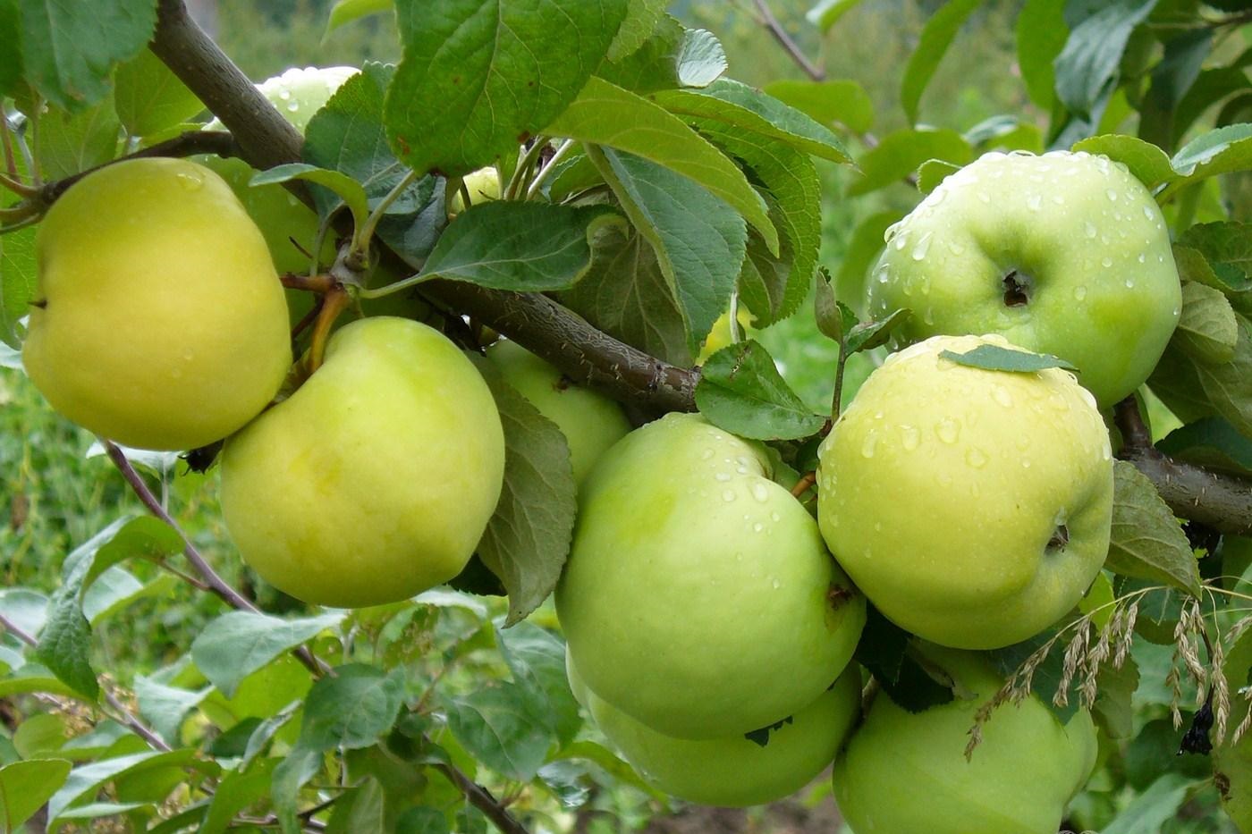названия яблок с фото
